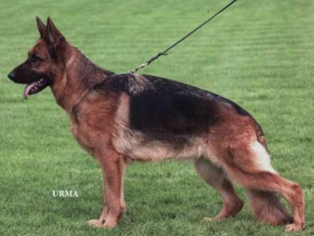 German Shepherd Dog Gremany