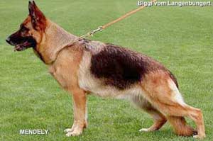 German Shepherd Dog Biggi