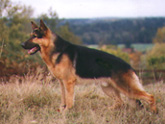 Brew German Shepherd Dog