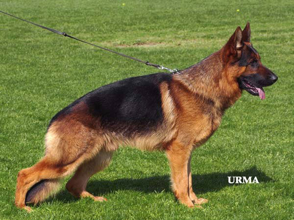 German Shepherd Dog Kevin