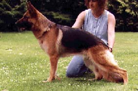 German Shepherd Retired Female Dog