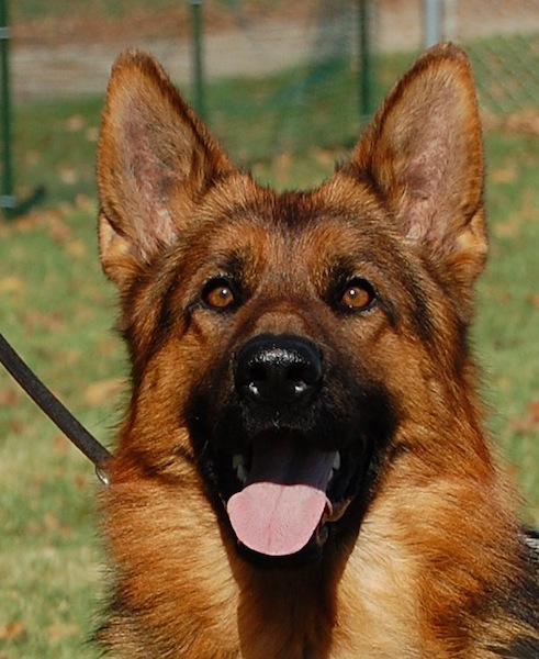 Trained German Shepherd Dogs For Sale, Trained Adult Dogs For Sale ...